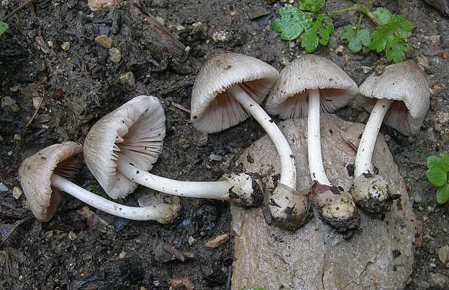 Volvariella spec.